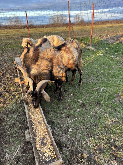 Vand țap Anglo Nubian si Alpin Francez