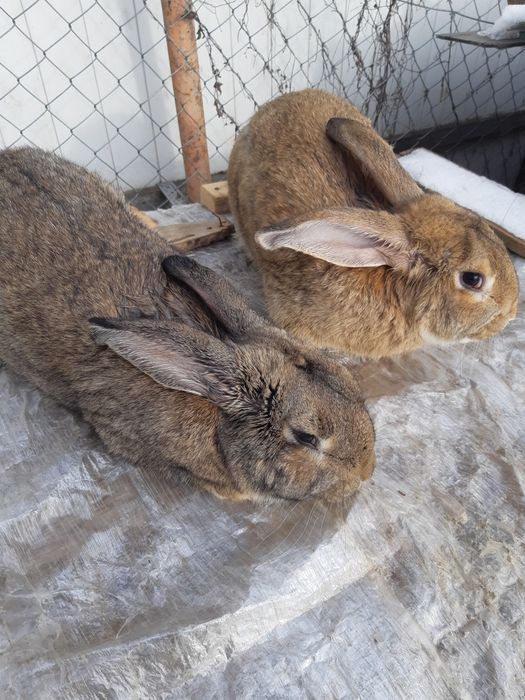 Iepuri, Urias german hycoly