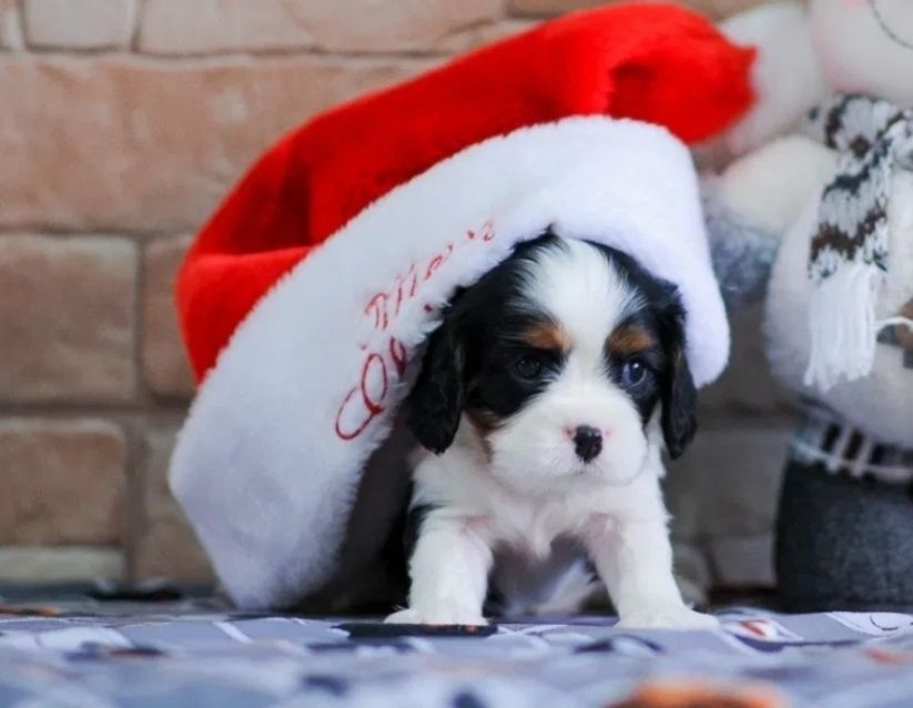 Кавалер кинг чарлз шпаньол мъжки и женски