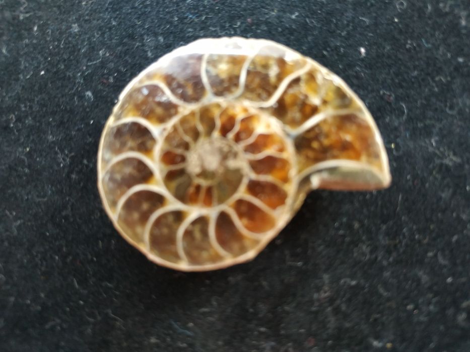 Брошка от естествен амонит-фосил, произход Мадагаскар
