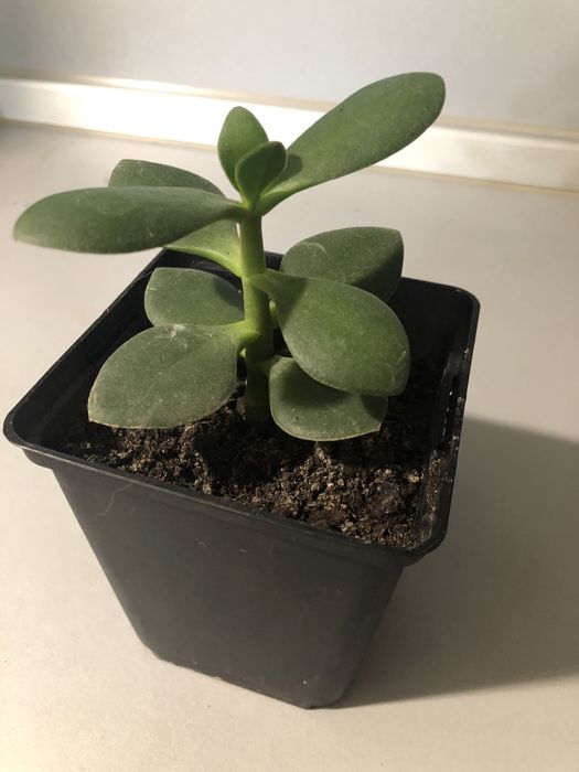 Комнатные цветы разные.