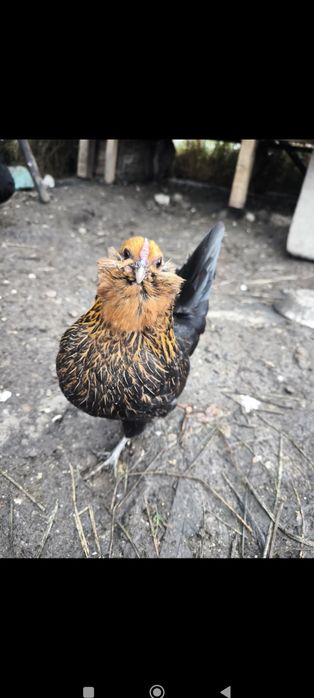 Oua incubat bărboasă