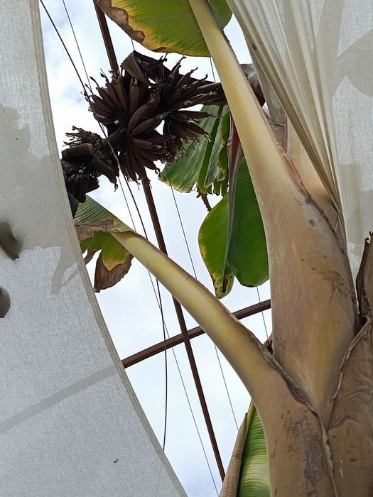 Karalivski banan Qizil banan Karlik pakana papaya koʻchatlari OPTOM