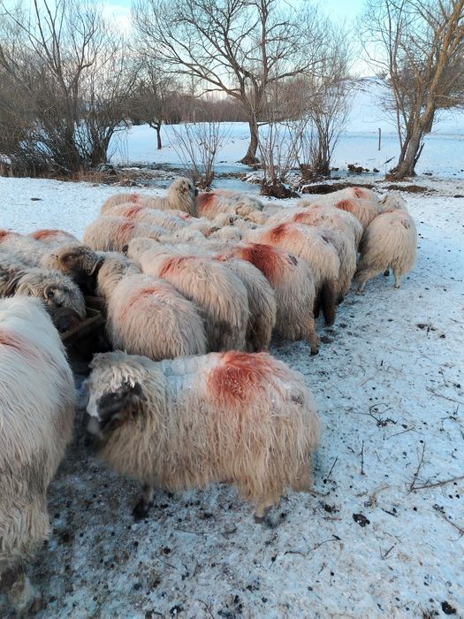 Disponibile oi cu miei