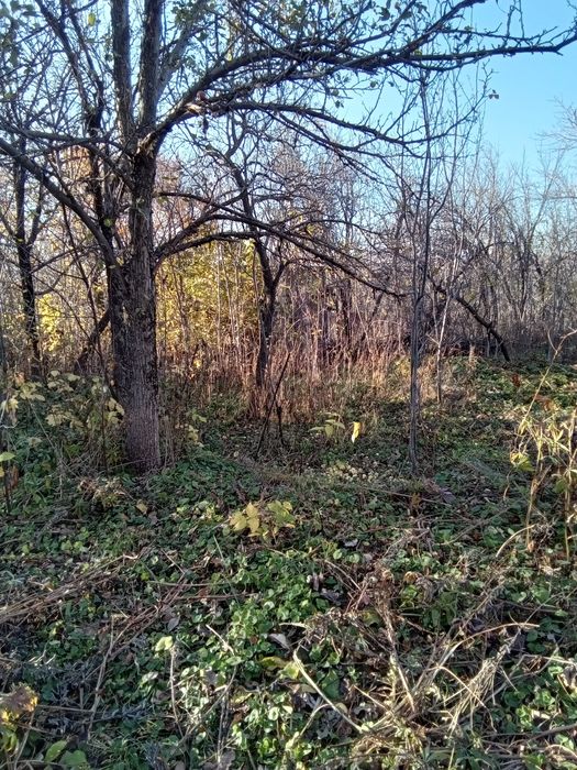 Дача, садоводство