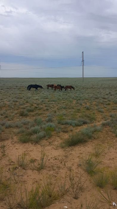 Үйір жылқы сатыдалы