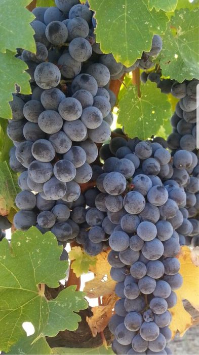 Struguri de vin