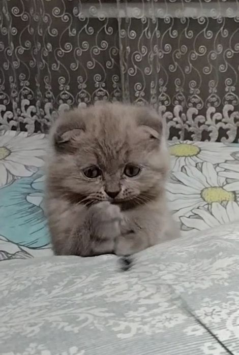 Лиловая, вислоухая, с документами.