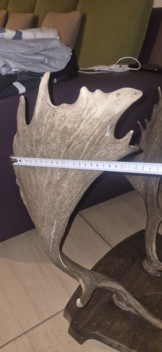 Vand trofeu cerb lopatar
