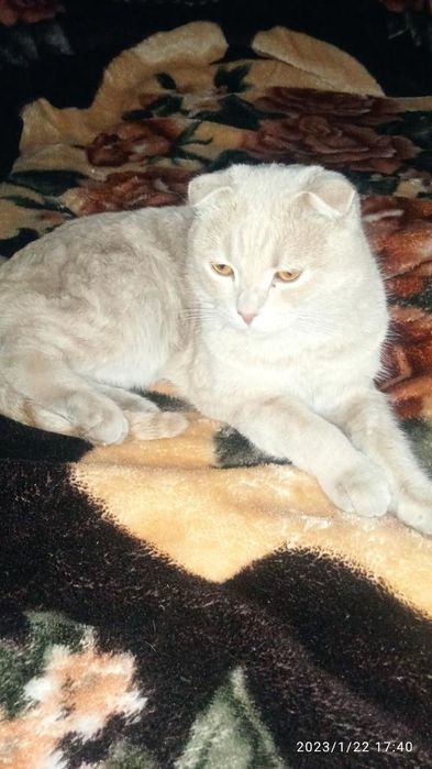 Скотш фолд 2 ёш угил бола