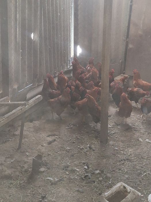 Продам петухов молотки