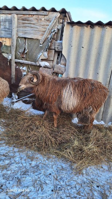 Қошқар(қой) 4 жас сатылады