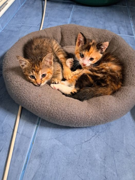 Pisicuțe mici spre adopție!