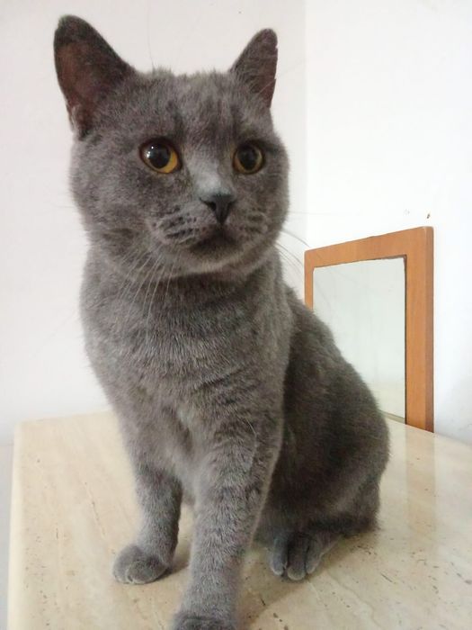 Котик в самые любящие руки