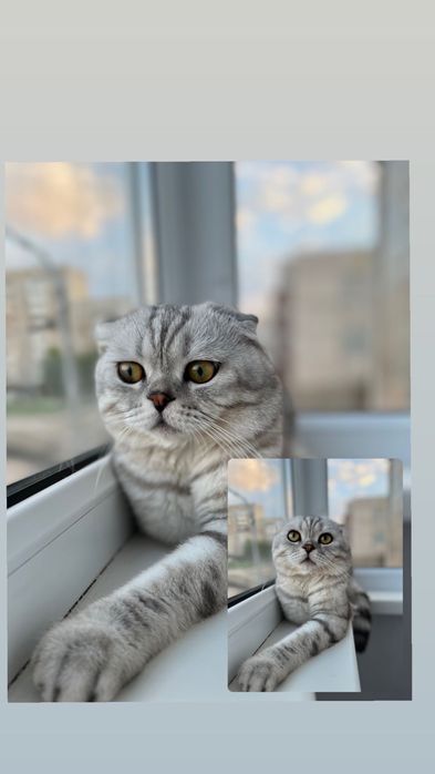Вязка ,кот шотландский вислоухий