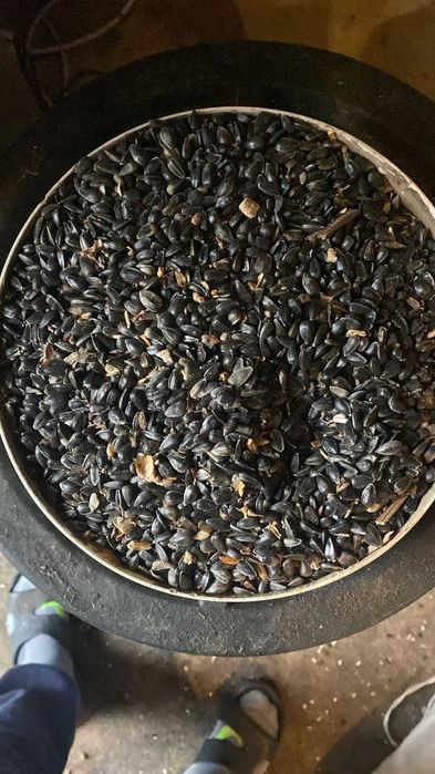 Семечка черная в Шымкенте