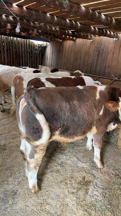 Viței cu o medie de 300 kg !