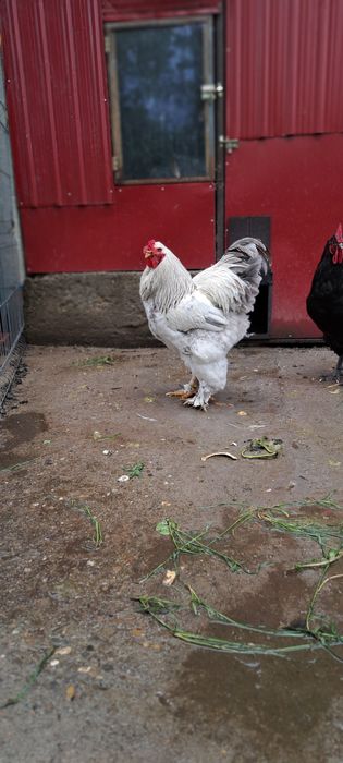 Cocoși New Hampshire, Australorp, Brahma, Rațe Moscovite