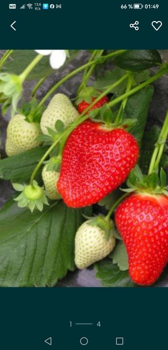 Stoloni de căpșuni Albion 0,50 bani buc și butasi de zmeură 2lei buc