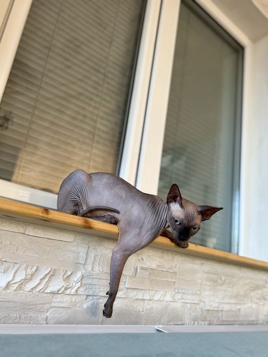 Pisică Sphynx (Canadian Sphynx)