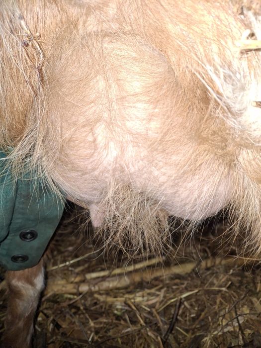 Capră la a 3 fătare