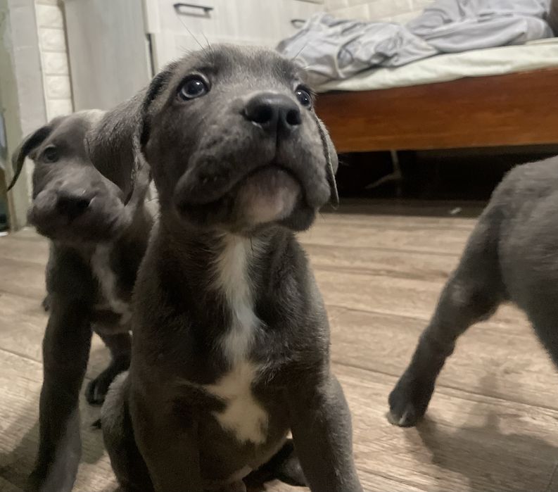 Щенки Кане-корсо