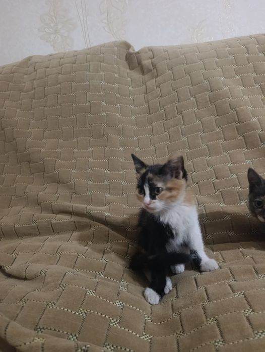Отдам котят в хорошие руки.