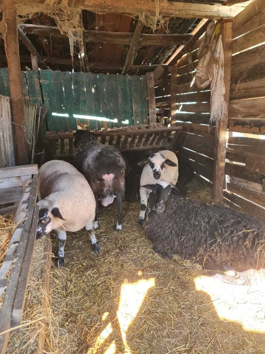 Oii de rasa de carne