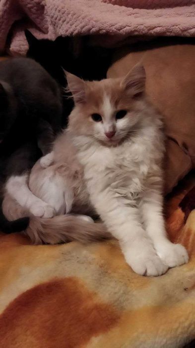 Верните кота / Мысықты қайтар / Пропал кот