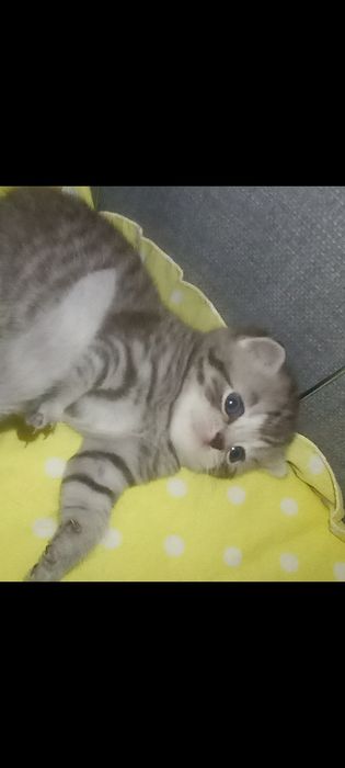 В бронь шикарные плюшевые мишки