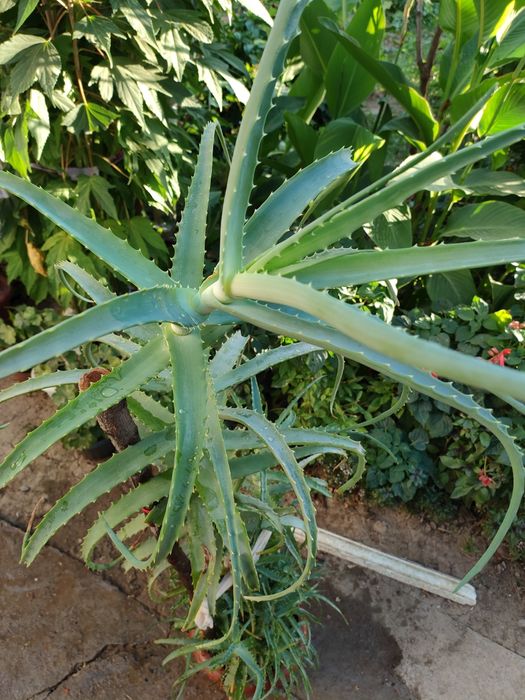 Алое (цветок, лечебный)