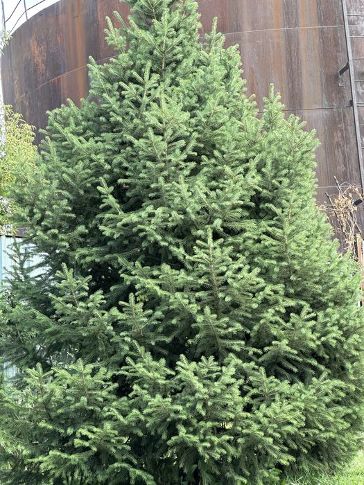 Елки горные