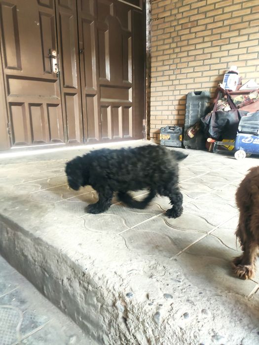 Собачки щенки спаниель