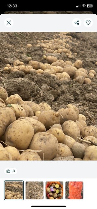 Картофель оптом сорт Ривьера