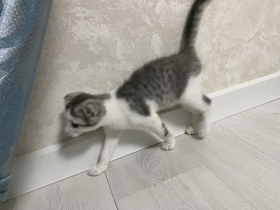 Котенок девочкаа