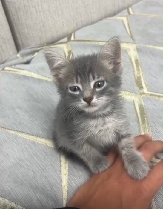 Отдам котёнка хорошие добрые руки,