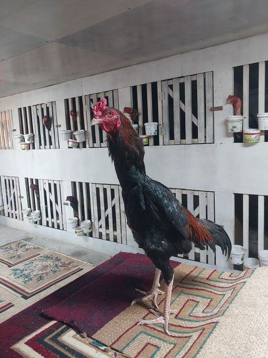 Продам дакана китаи шамо микс