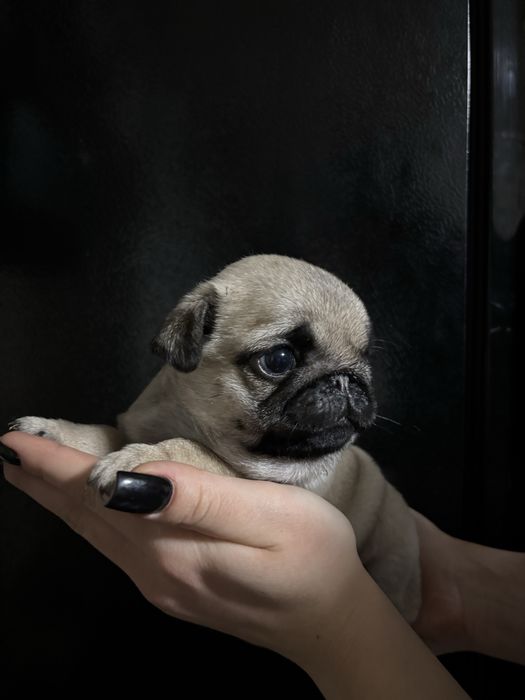 Продам щенков породы мопс ,девочки