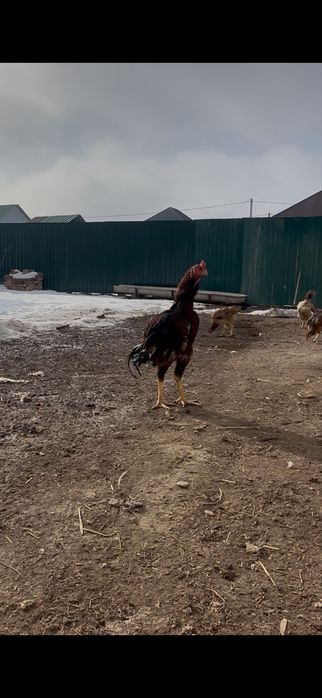 Дакан шөже сатылады