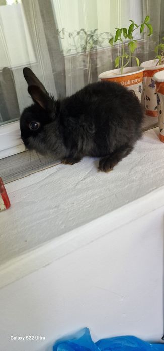 Iepuras pitici  cap leu