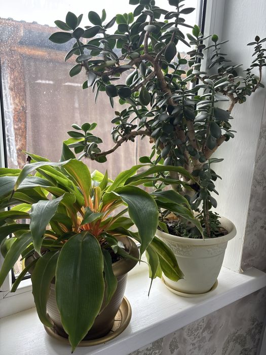 Комнатные цветы,разные