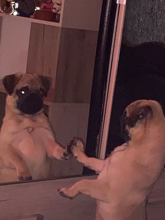 продам мопса 8 месяцев девочка