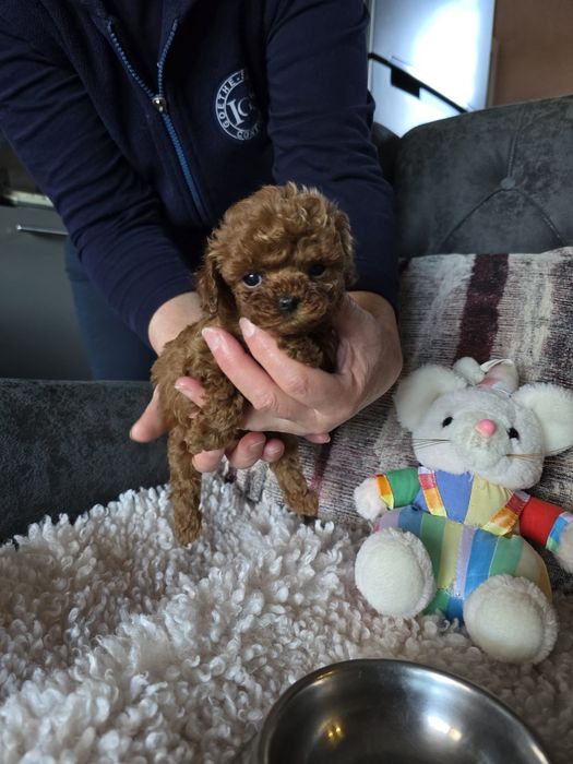 Микро пудел [micro poodle] развъдник Хасково БАБХ