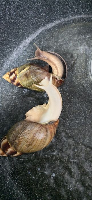 Отдам улиток Ахатины