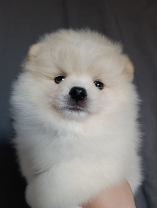 Щенки шпица девочки и мальчики