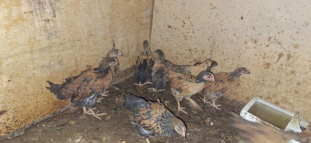 Продам цыплят кученских