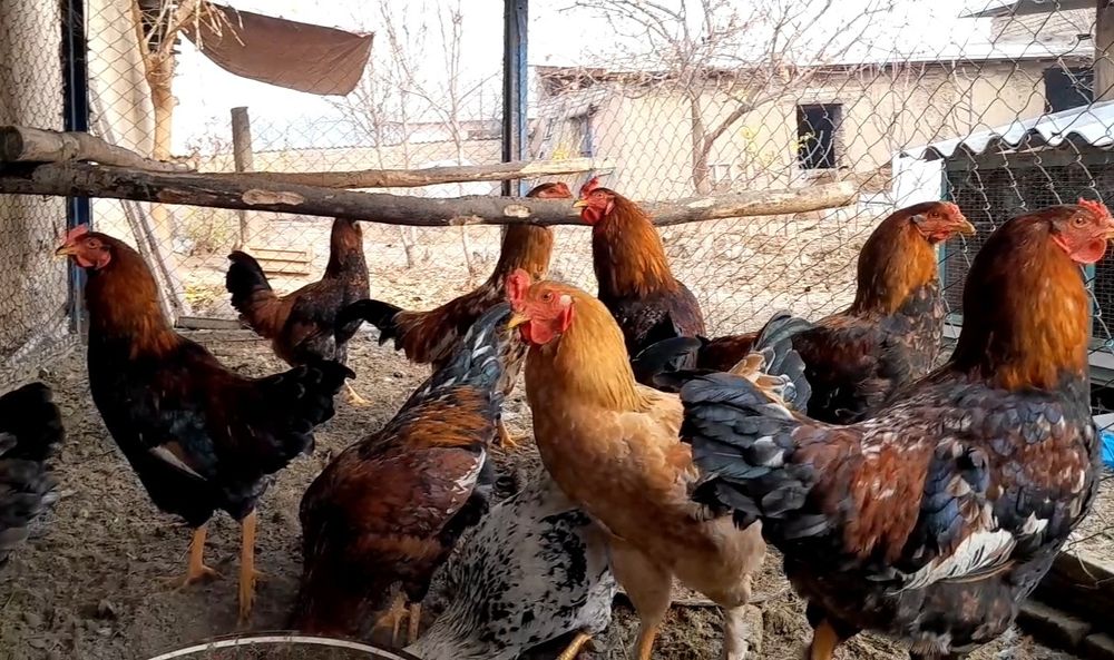 Juja xurozlar xar xil rangli