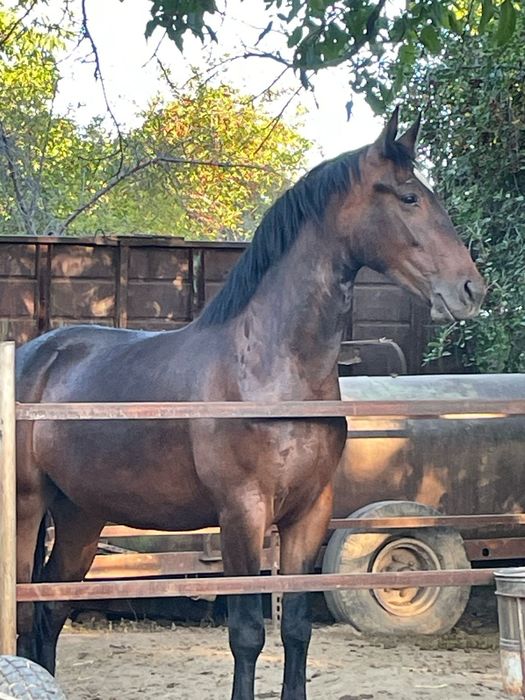 Чистопородная Кобылка