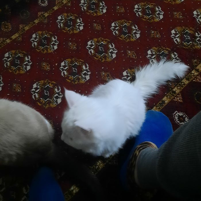 Онаси турк ангора отаси Вислоуха