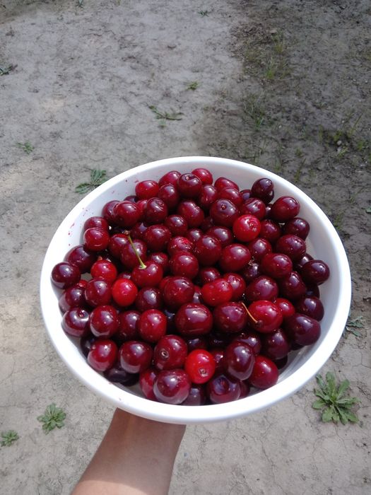 Шпанка сочная спелая
